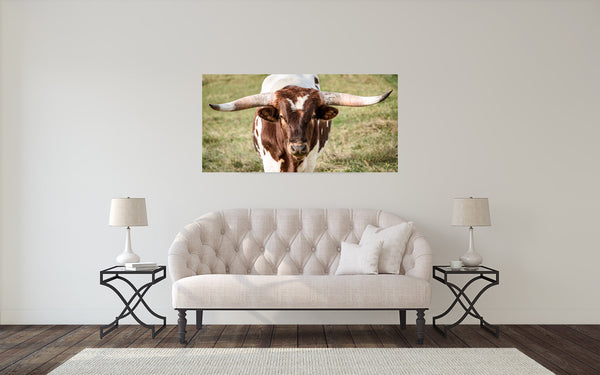 Longhorn Cow Photograph