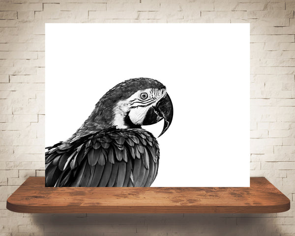 Macaw Photograph Black White