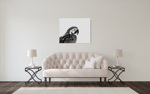 Macaw Photograph Black White