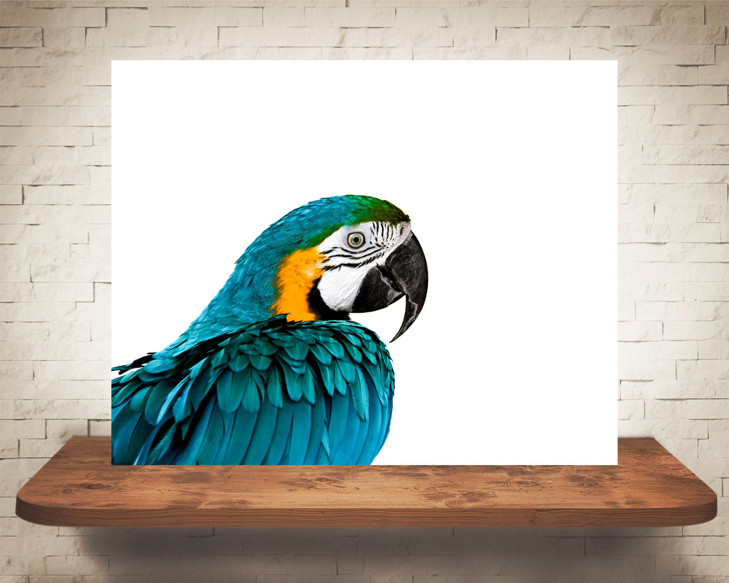 Macaw Photograph