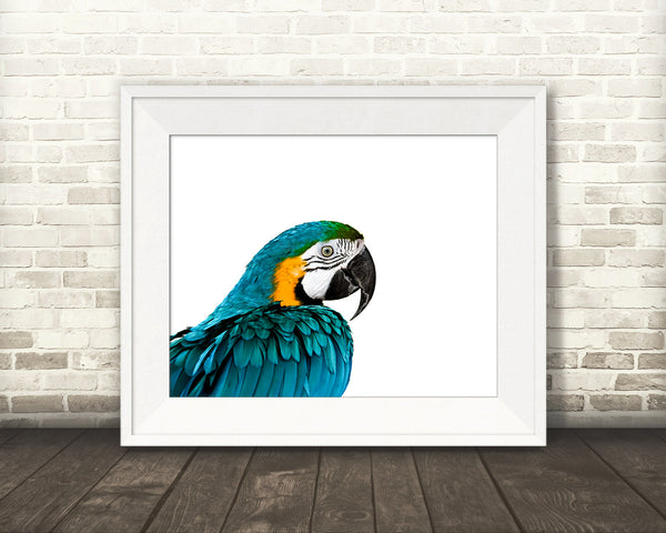 Macaw Photograph