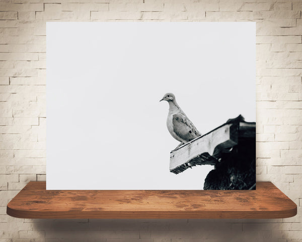 Morning Dove Bird Photograph Black White