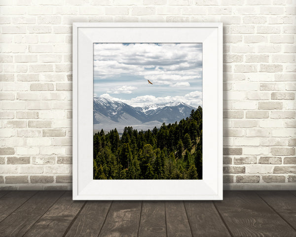 Mountain Bird Photograph
