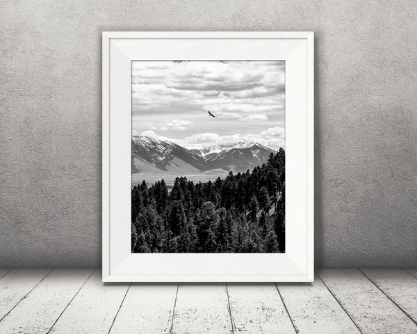 Mountain Bird Photograph Black White