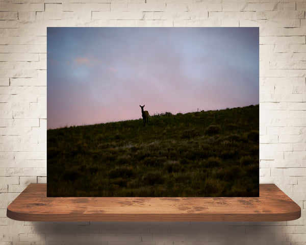 Mountain Sunset Deer Photograph