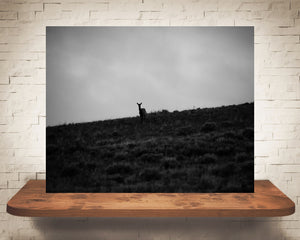 Mountain Sunset Deer Photograph Black White