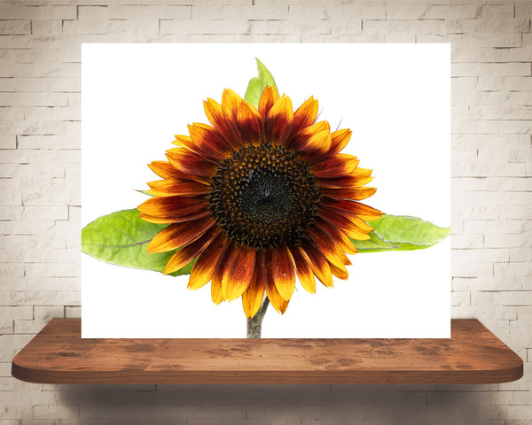 Orange Sunflower Photograph