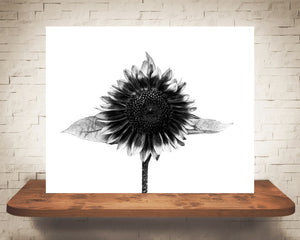 Orange Sunflower Photograph Black White