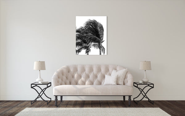 Palm Tree Photograph Black White