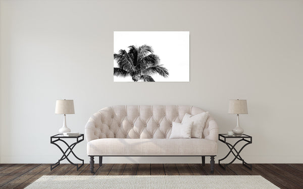 Palm Tree Photograph Black White