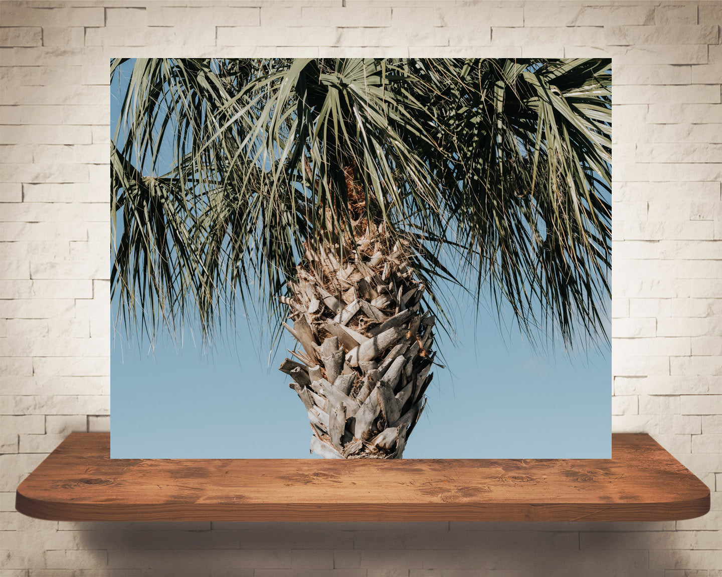 Palm Tree Photograph