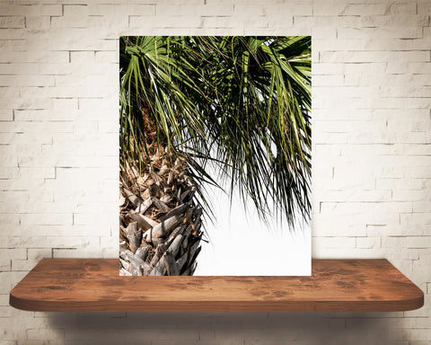 Palm Tree Photograph
