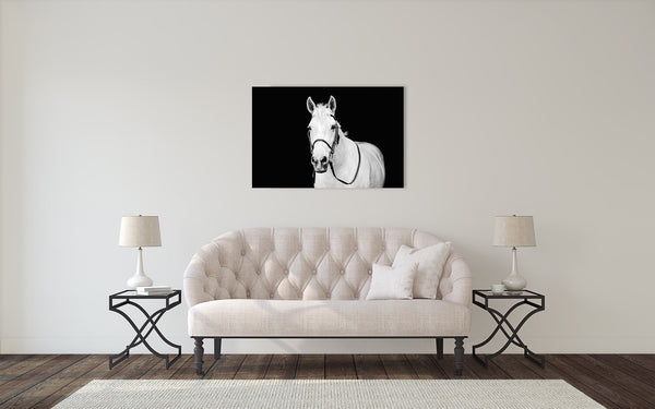 White Horse Photograph Black White