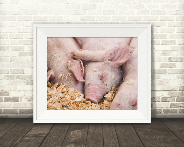 Baby Pigs Photograph
