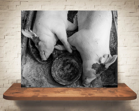 Sleeping Pigs Photograph Black White