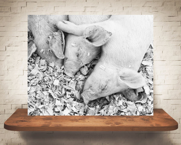 Baby Pigs Photograph Black White