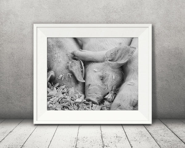 Baby Pigs Photograph Black White