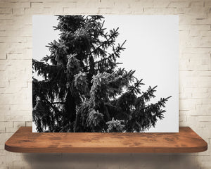 Pine Tree Photograph Black White