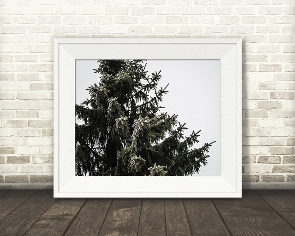 Pine Tree Photograph