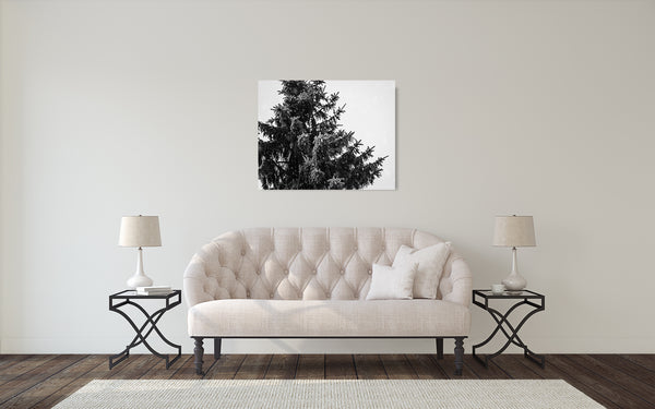 Pine Tree Photograph Black White Snow