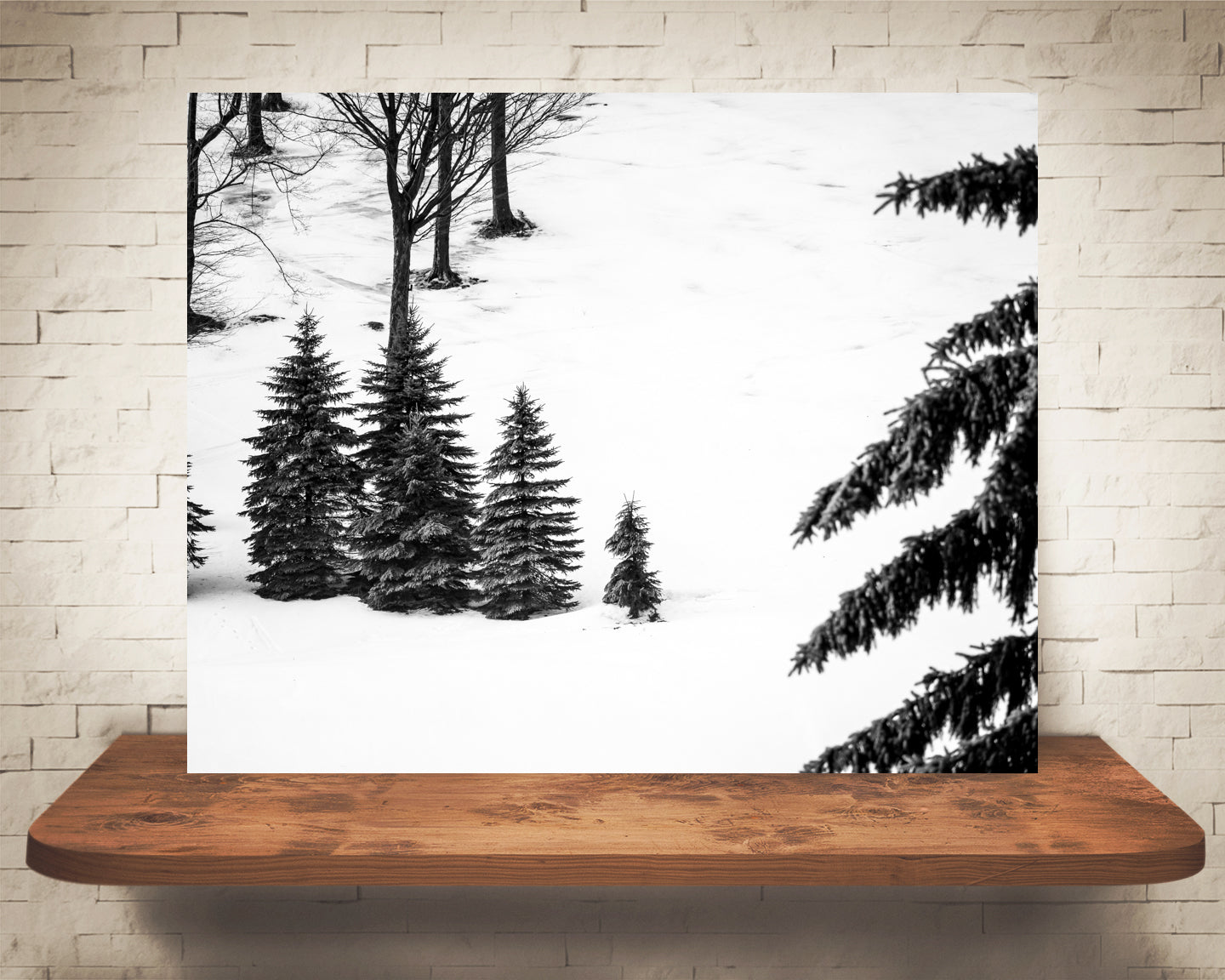 Pine Tree Photograph Black White