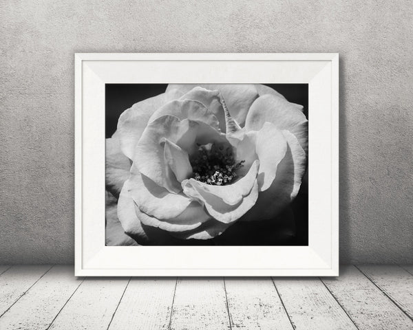 Rose Flower Photograph Black White
