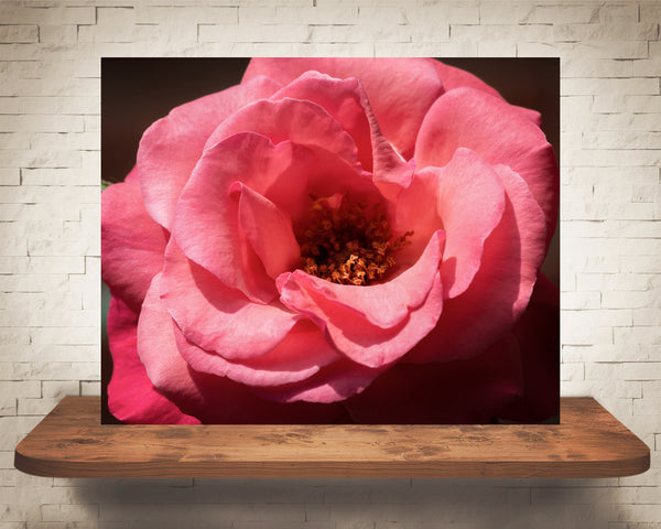 Pink Rose Flower Photograph