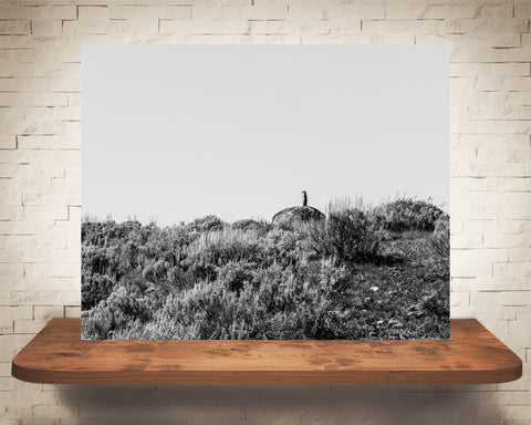 Prairie Dog Photograph Black White