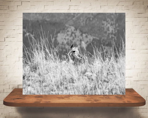 Pronghorn Photograph Black White