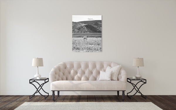 Pronghorn Photograph Black White