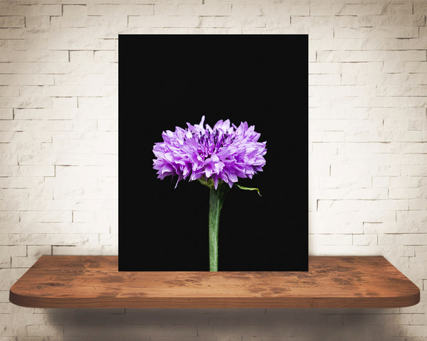 Purple Flower Photograph