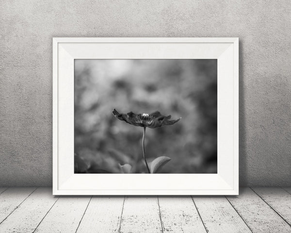 Flower Photograph Black White