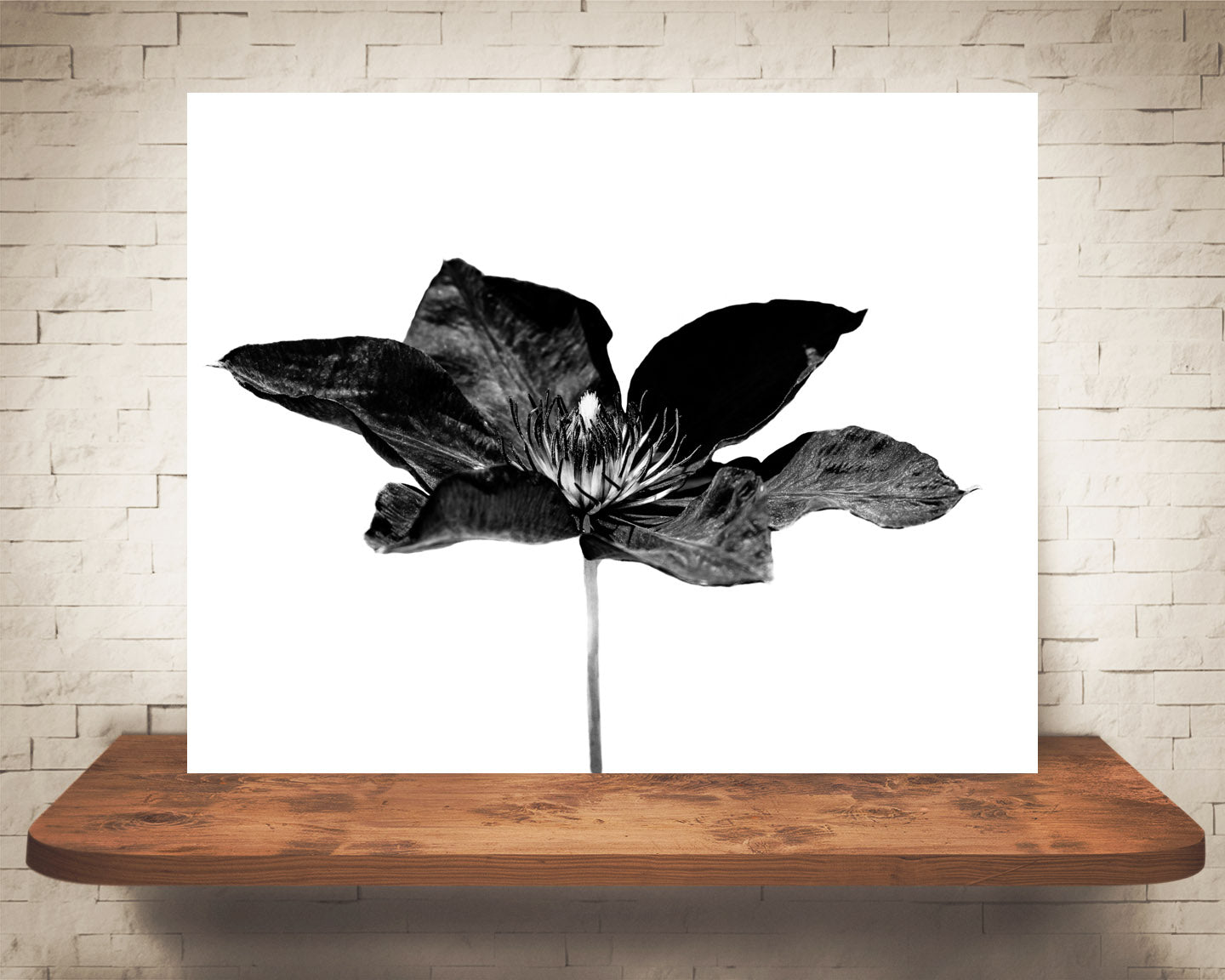 Flower Photograph Black White