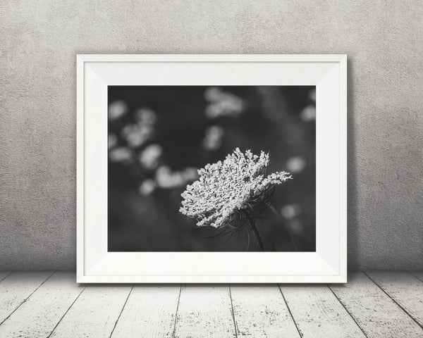 Queen Anne's Lace Flower Photograph Black White