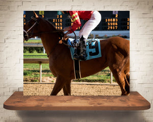 Race Horse Photograph