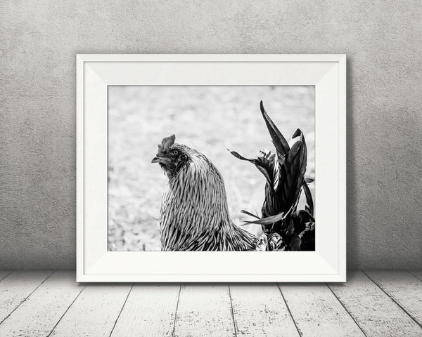 Chicken Rooster Photograph Black White