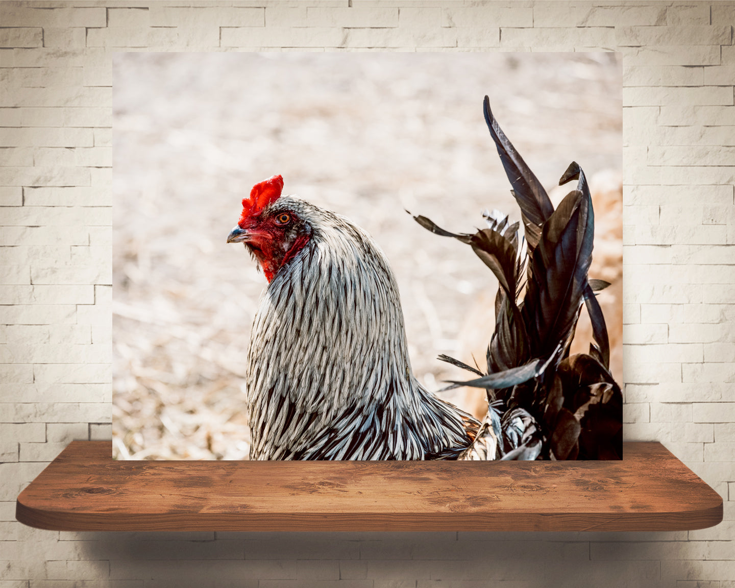 Chicken Rooster Photograph