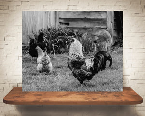 Chicken Rooster Photograph Black White