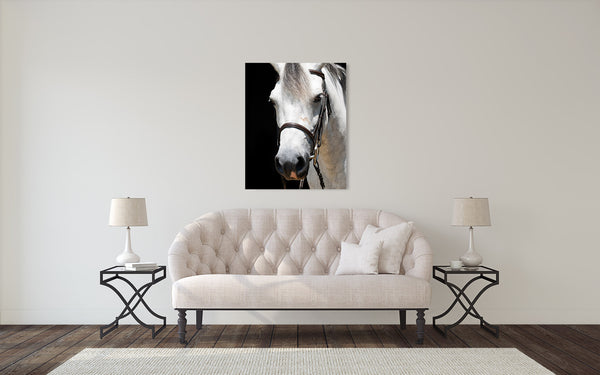 White Horse Photograph