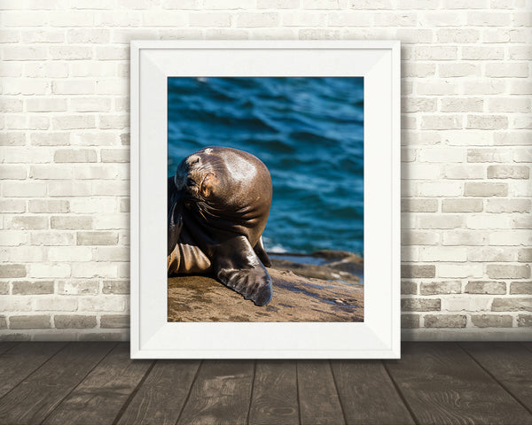 Sea Lion Photograph