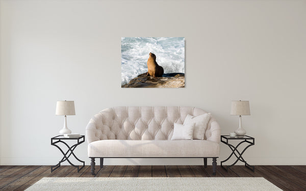 Sea Lion Photograph