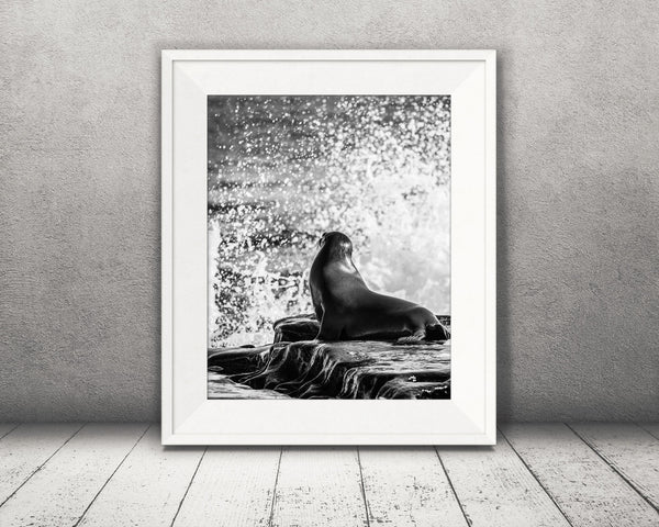 Sea Lion Photograph Black White