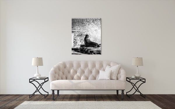 Sea Lion Photograph Black White