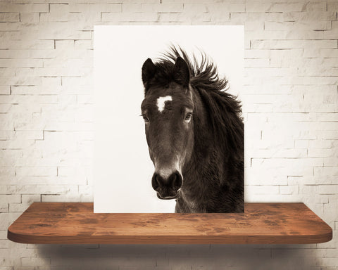 Horse Photograph Sepia