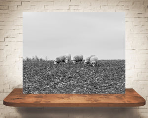 Sheep Photograph Black White