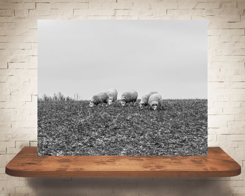 Sheep Photograph Black White