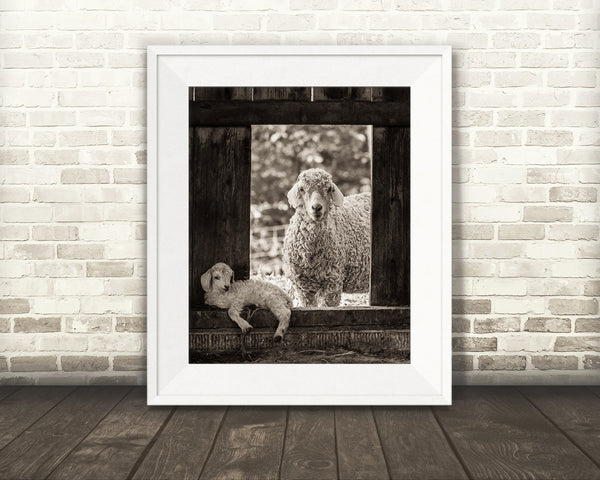 Sheep and Lamb Photograph Sepia
