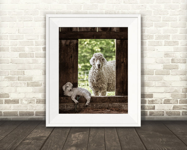 Sheep and Lamb Photograph