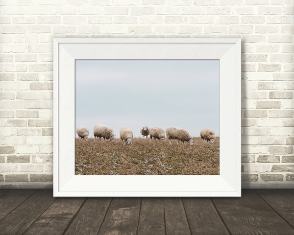 Sheep Photograph