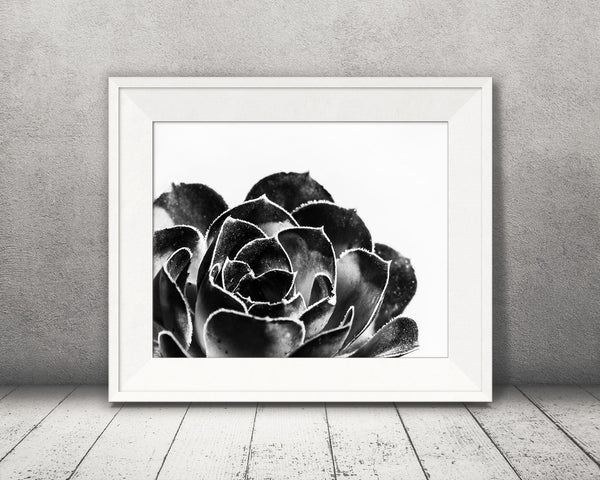 Succulent Photograph Black White